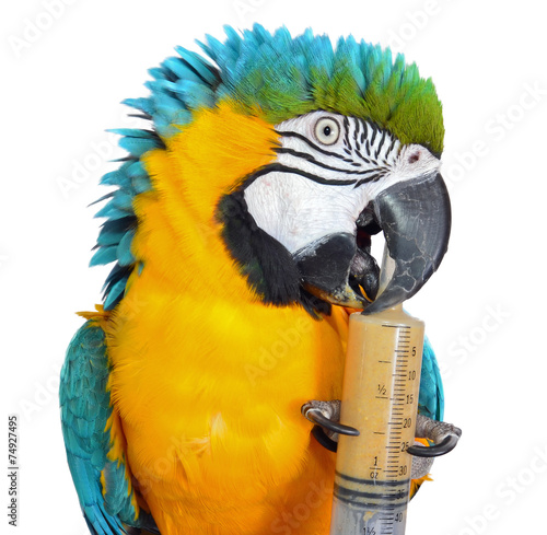 Macaw Parrot