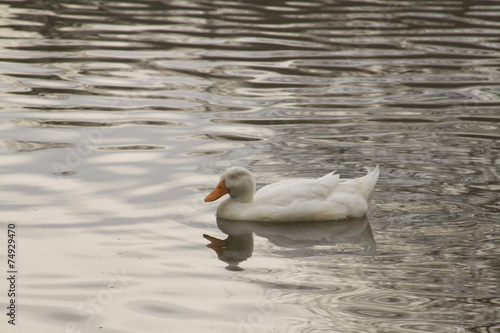 Fényképezés Sitting Duck