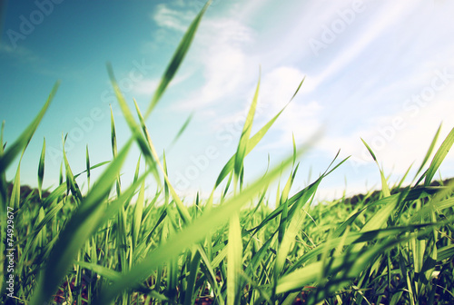 low angle view of fresh grass against blue sky with clouds. free