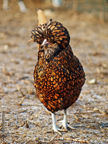 Golden laced Polish fowl