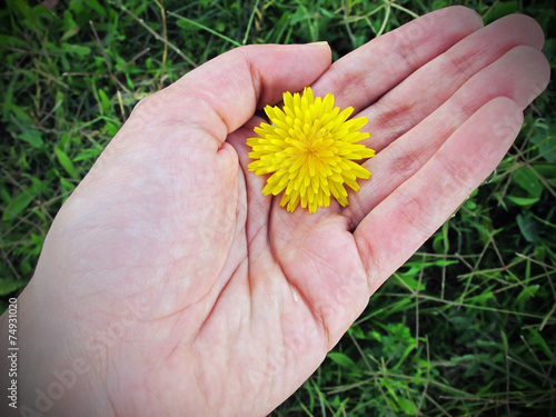Hand holding a yellow dandelion