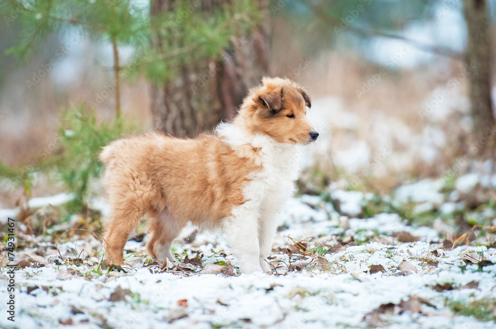Portrait of rough collie puppy in winter