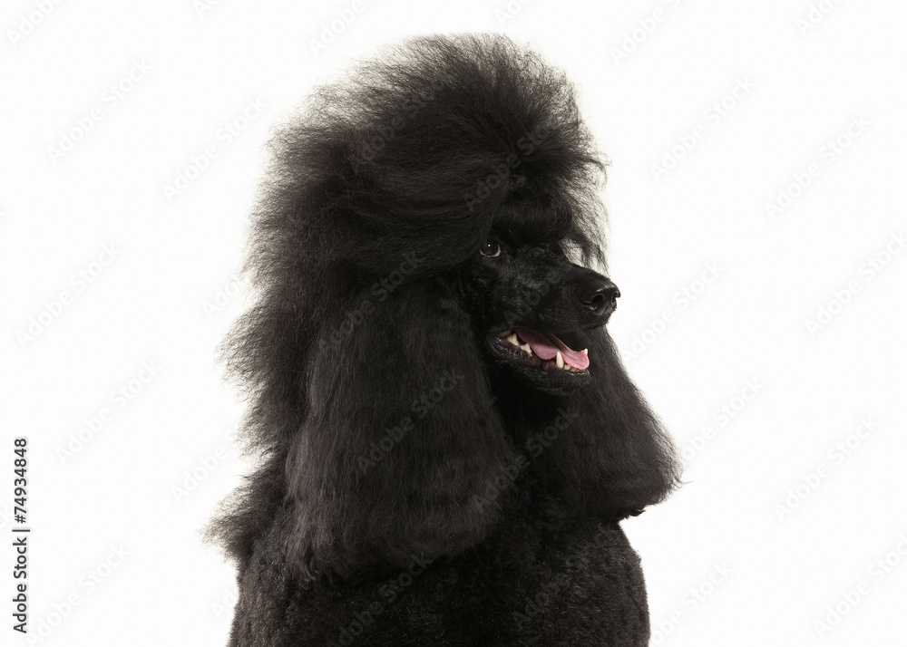 Dog. Black poodle big size isolated on white background Dog. Black poodle big size isolated on white background