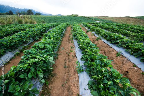 plantation Strawberry