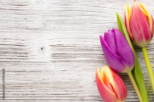 Fototapeta Naklejka Na Ścianę i Meble -  Tulip.