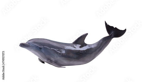 Canvas Print dark gray isolated dolphin