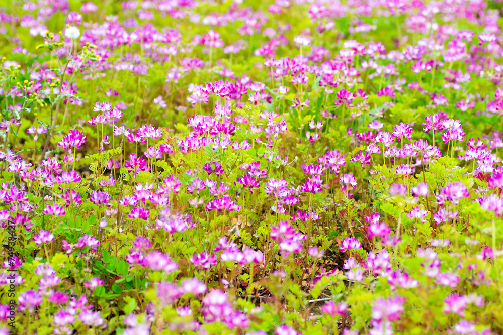 Field of chinese milk vetch, Astragalus sinicus Field of chinese milk vetch, Astragalus sinicus