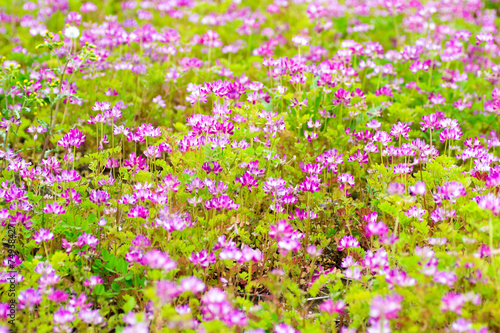 Field of chinese milk vetch  Astragalus sinicus