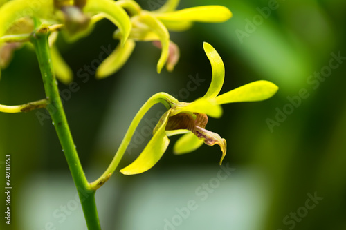 Dendrobium Calophyllum, Orchidaceae, Java, Maluku Islands