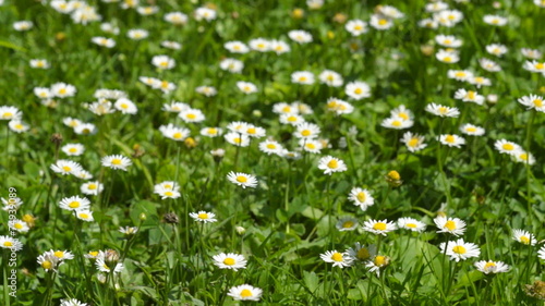 Daisies in the grass. Flowers in the summer. photo