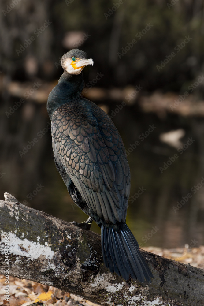 Obraz premium Kormoran