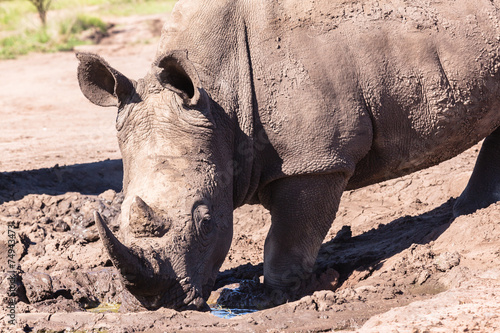 Rhino Wildlife