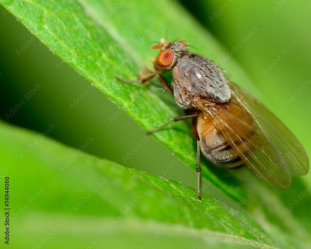 Fly On A Plant Fly On A Plant