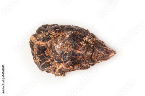 Oyster isolated on a white studio background.