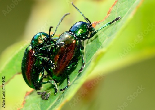 Mating Dogbane Beetles