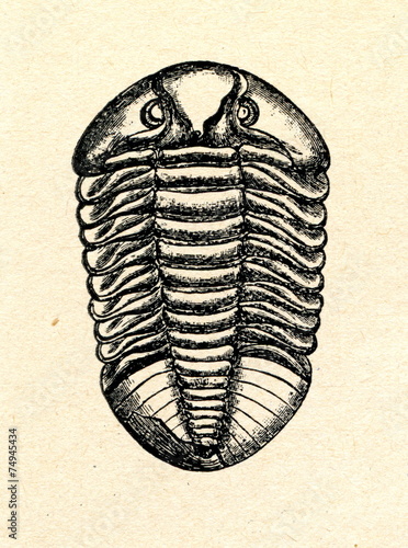 Trilobite Asaphus expansus photo