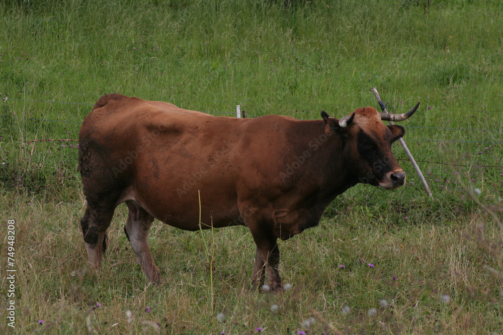 Vaca Lechera