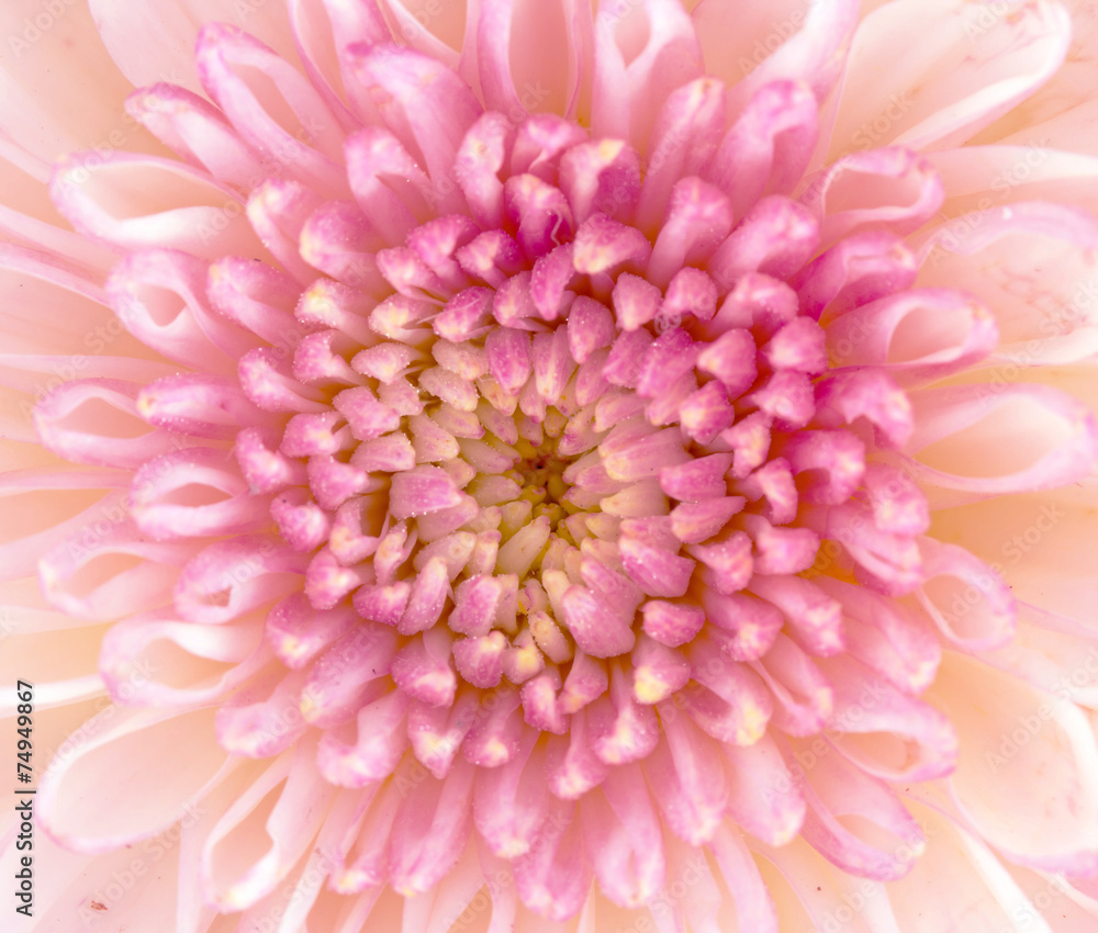 Beautiful pink chrysanthemum flower close-up Beautiful pink chrysanthemum flower close-up