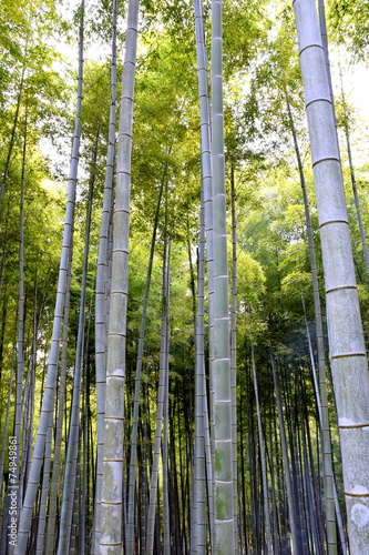 京都 伏見の竹