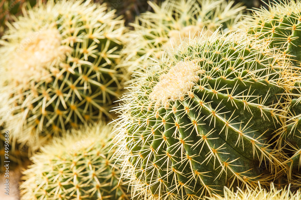 cactus cactus