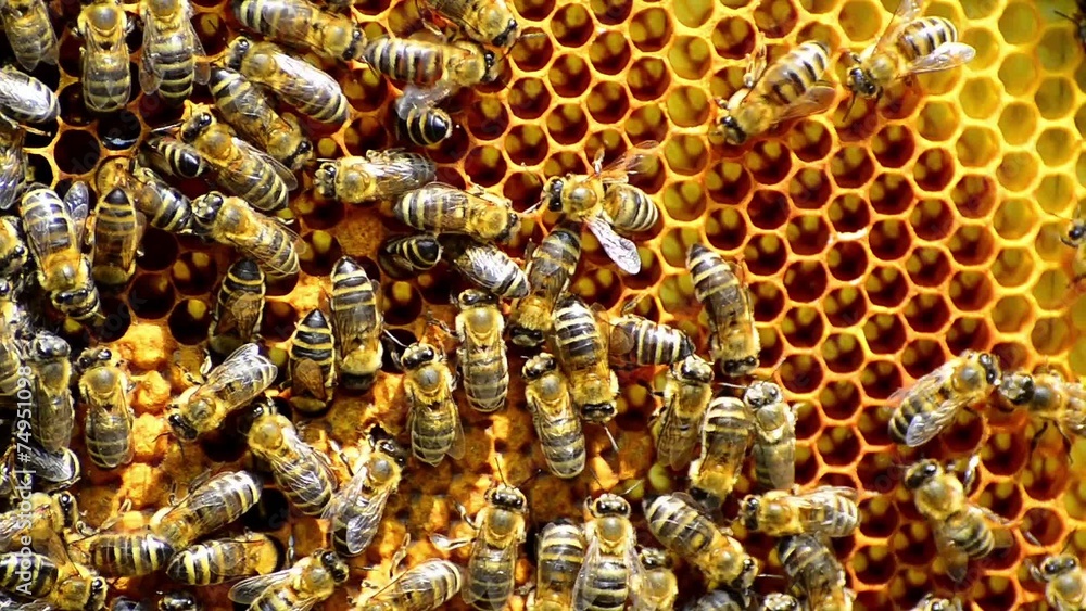 Bees on honeycomb Bees on honeycomb