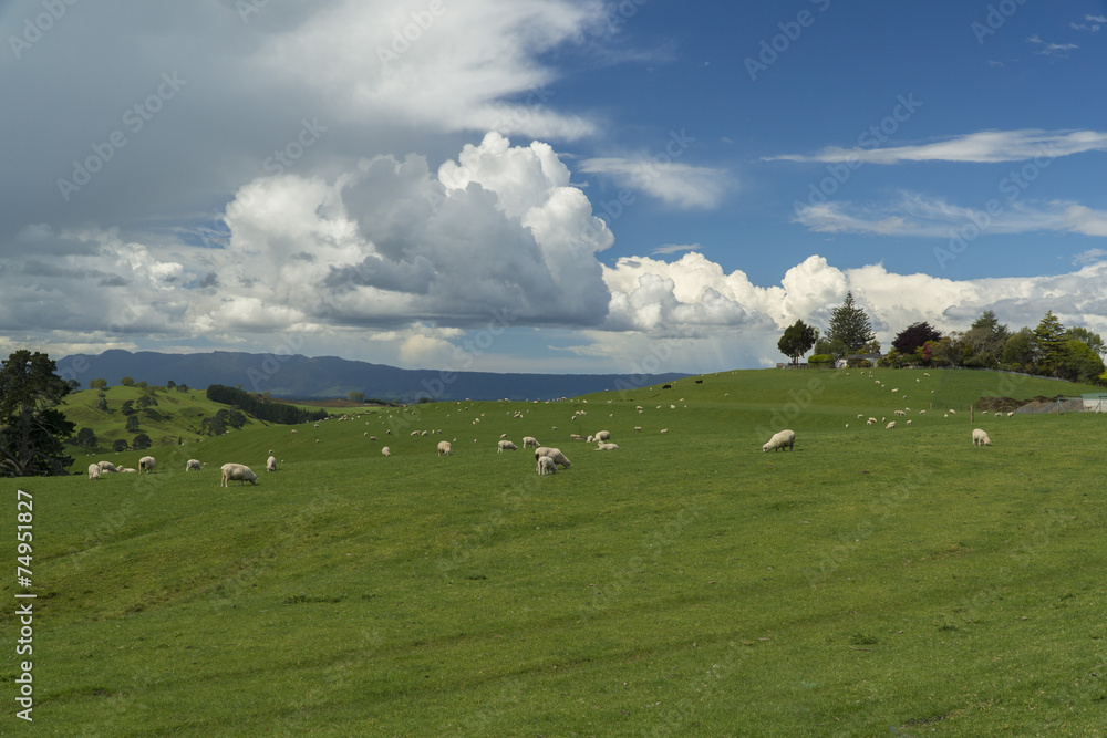 Grazing sheeps. New Zealand