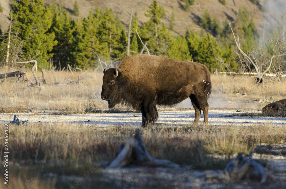 Yellowstone Park - Bison