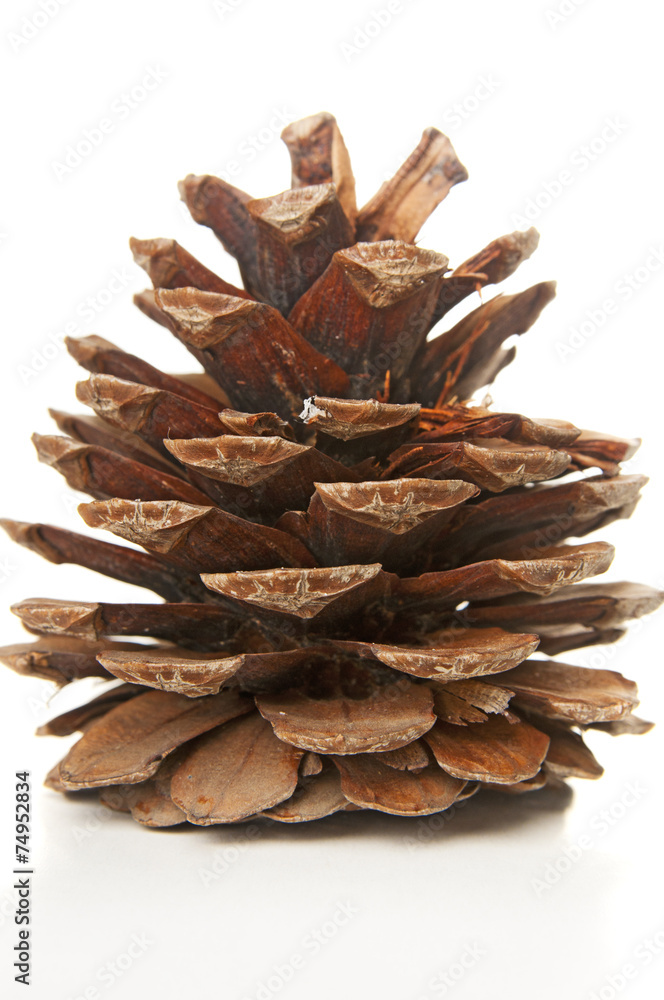 Fir cone closeup Fir cone closeup