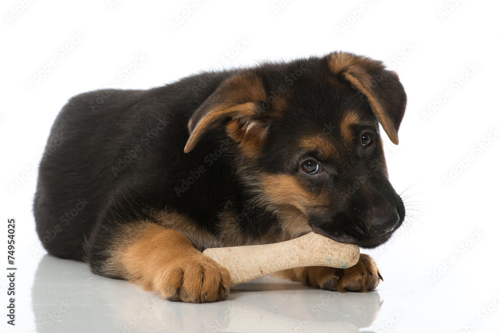 Welpe mit Knochen Welpe mit Knochen