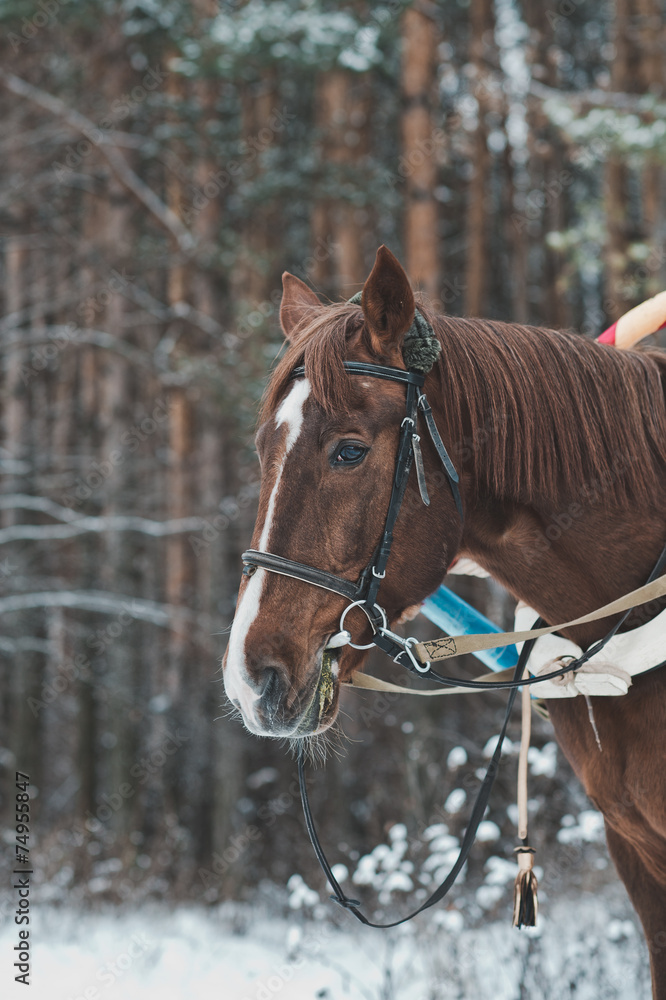 Horse in the winter in the wood 1479. Horse in the winter in the wood 1479.