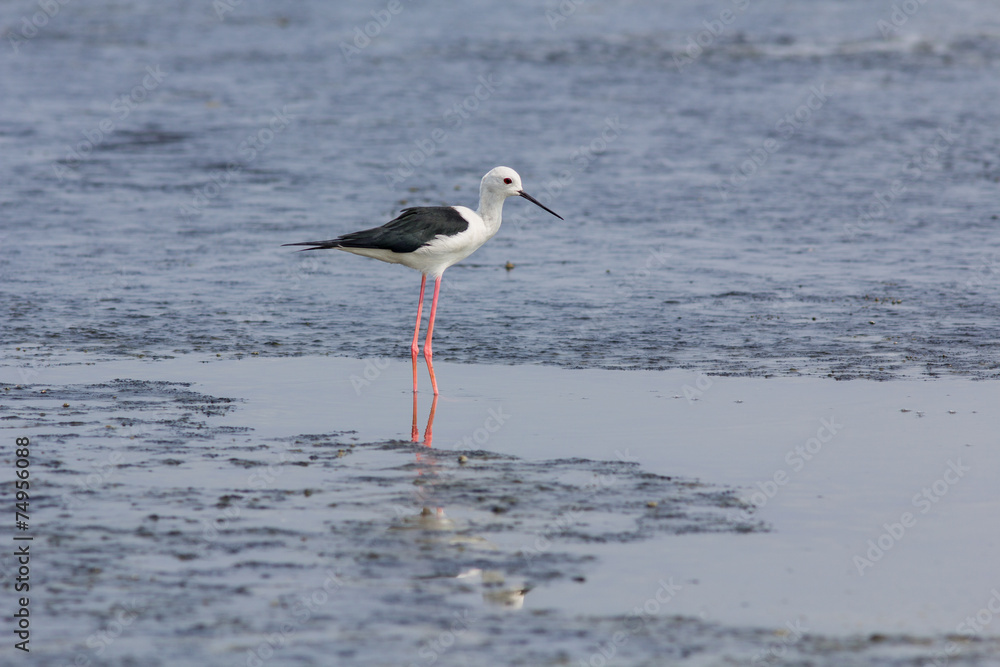 The bird in nature. The bird in nature.