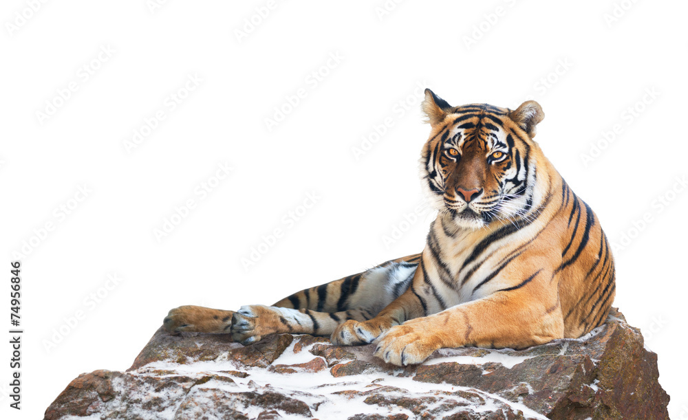 Obraz premium Siberian tiger on white