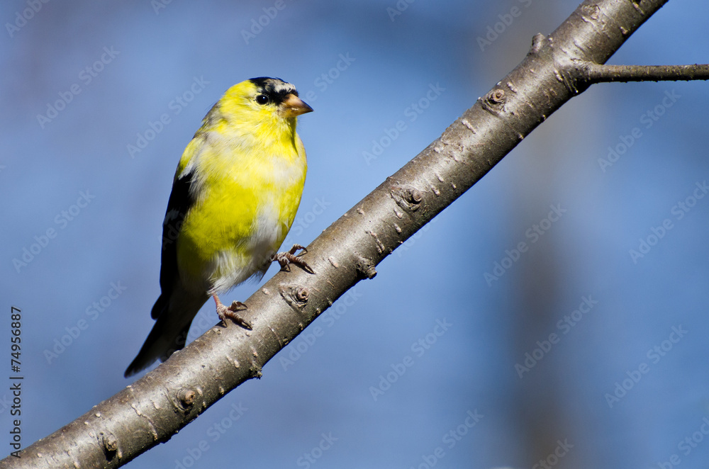 Obraz premium Male Goldfinch Changing to Breeding Plumage