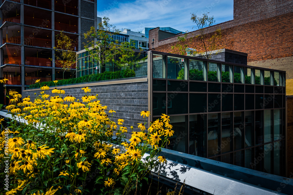 Fototapeta premium Flowers and buildings along The High Line in Manhattan, New York