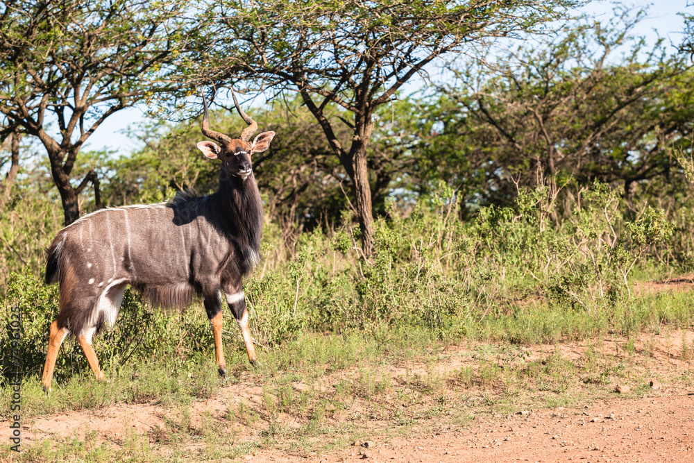 Fototapeta premium Buck Wildlife Landscape
