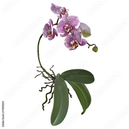Phalaenopsis and a branch of lilac flowers, leaves, roots