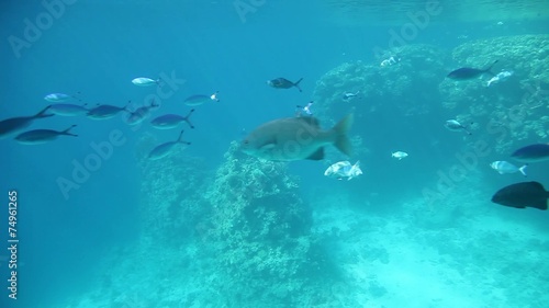 Wallpaper Mural Variety of fish in tropical waters of Egypt Torontodigital.ca