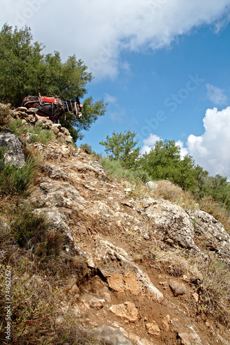 фотографія Donkey in the mountains