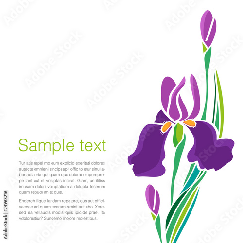 Fototapeta Naklejka Na Ścianę i Meble -  Irises – Illustration