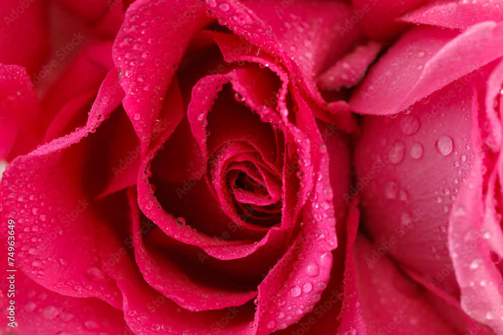 pink rose closeup pink rose closeup
