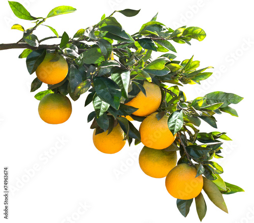 Close up of orange trees in the garden