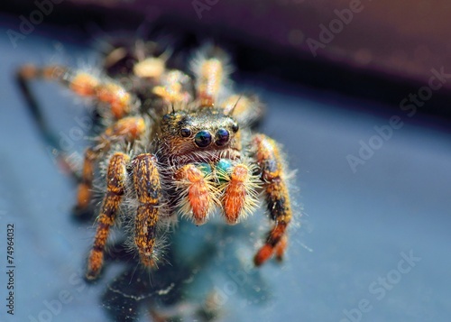 Jumping Spider