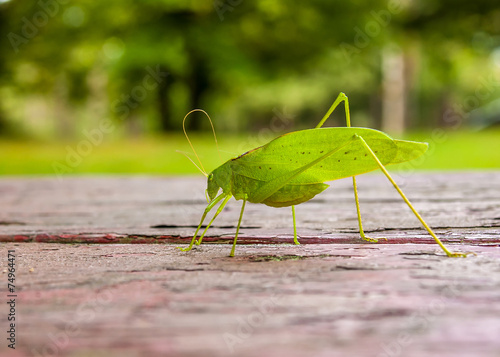 Фотография Katydid