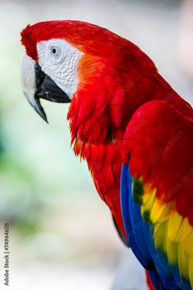 Fototapeta premium Colorfull Parrot