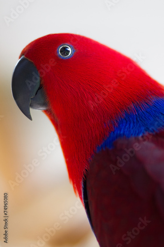 Red and Blue Parrot