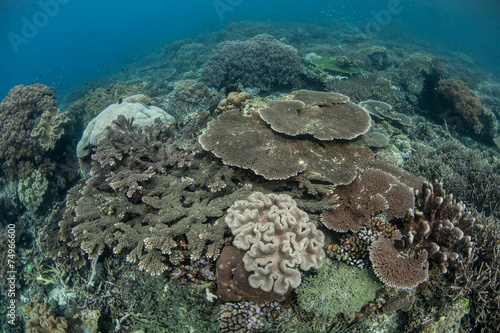 Diverse Reef