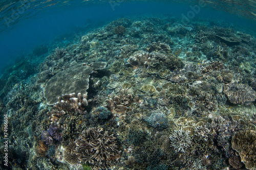 Robust Coral Reef