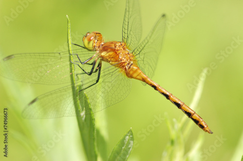 Female Yellow-legged Meadowhawk