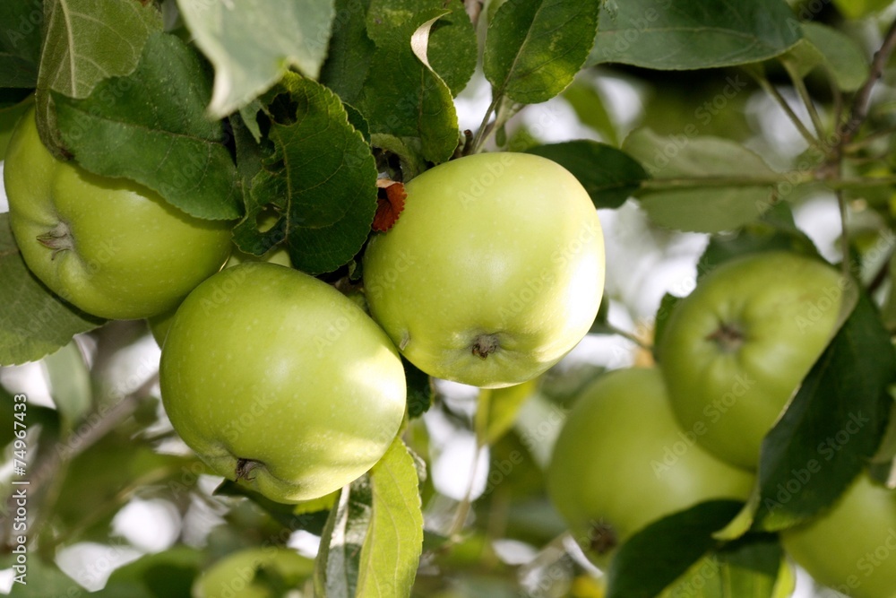 sweet apples sweet apples