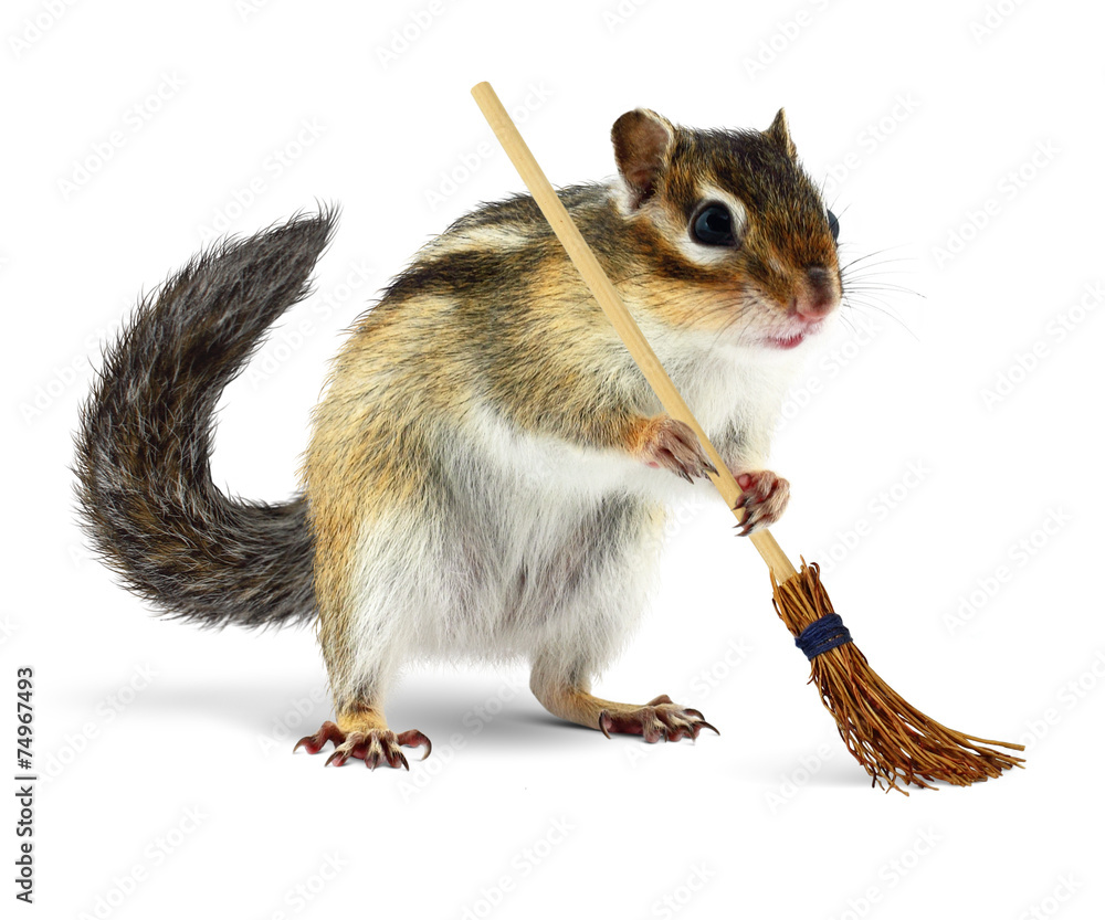 Obraz premium Funny chipmunk holding broom